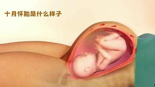 怀宝宝的全过程视频,见证生命奇迹的温馨历程