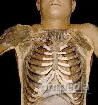 德国人体解剖视频大全,深度解析人体奥秘